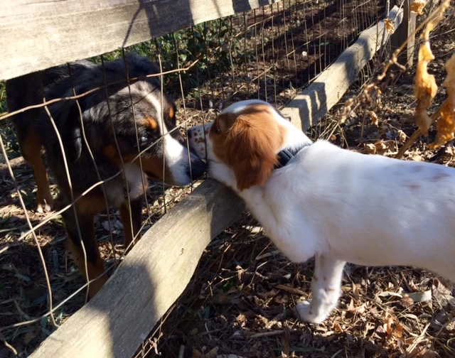 Tucker is getting braver every day. He finally got up the nerve to visit Dickens, the dog that lives in the yard behind us.