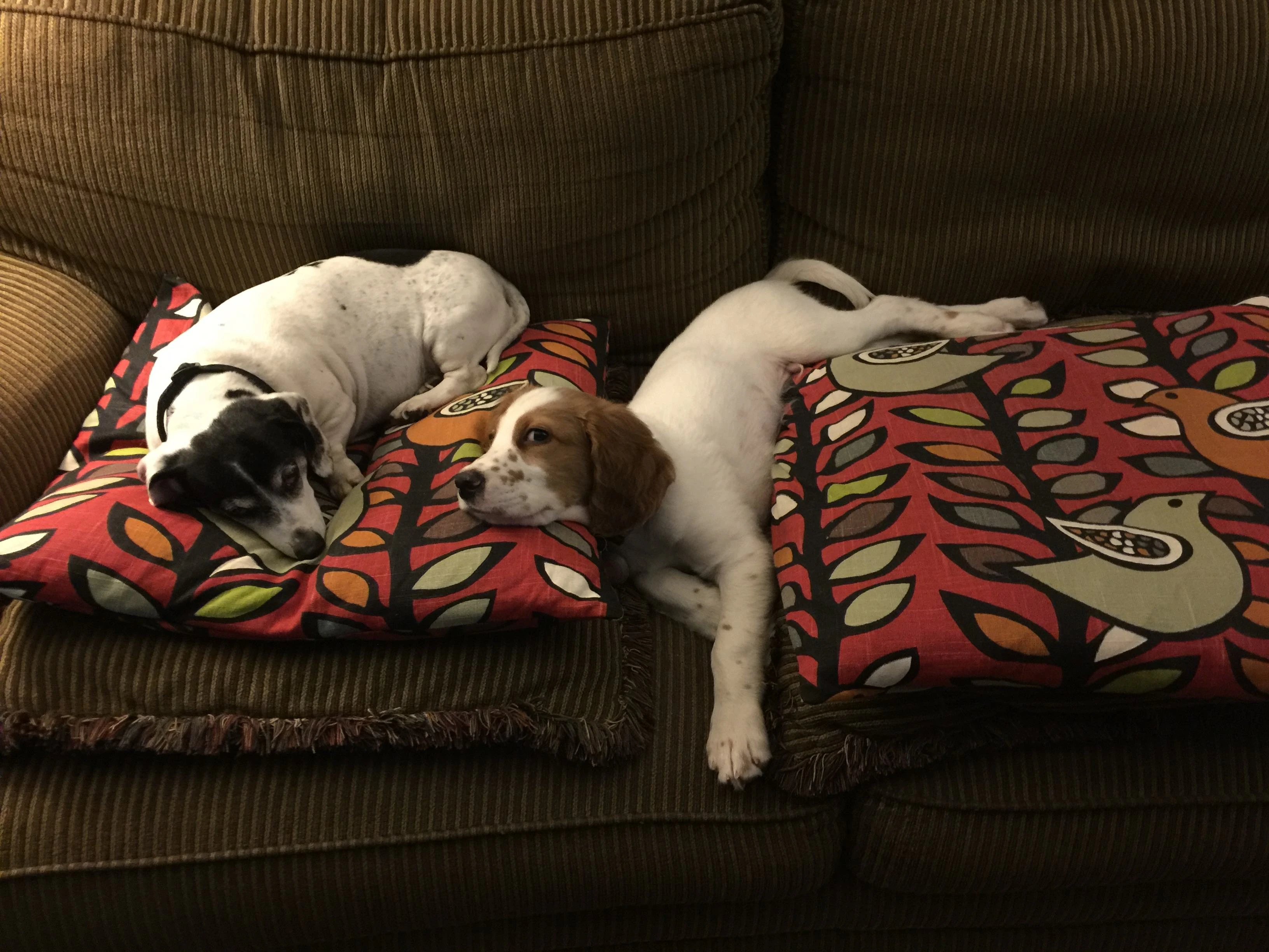 Tucker has no issues getting comfortable when he needs down time.