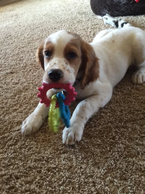 Tucker is always playing.