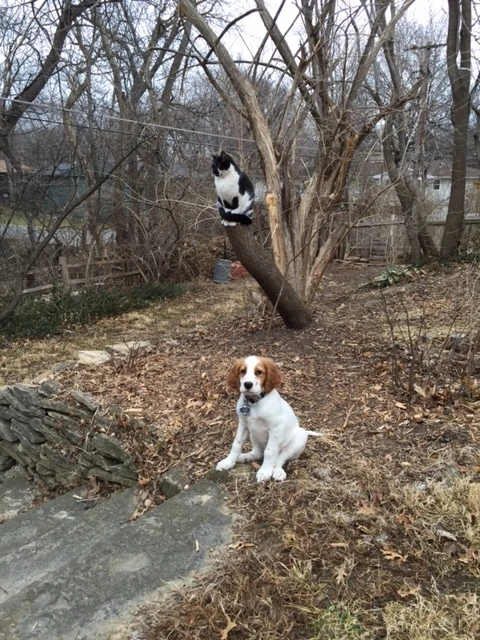 I’m bad. Remiss. Here’s Tucker’s picture. With Kukla watcing over.