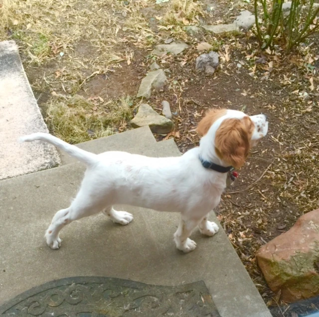 Tucker starting to sort of point.