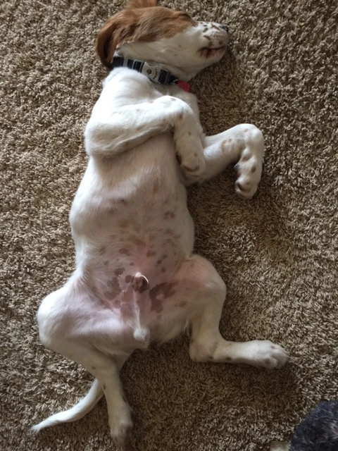 I can hardly wait for Lulu to meet Tucker. Lulu bugged Bromont to no end. I think Tucker will do payback.