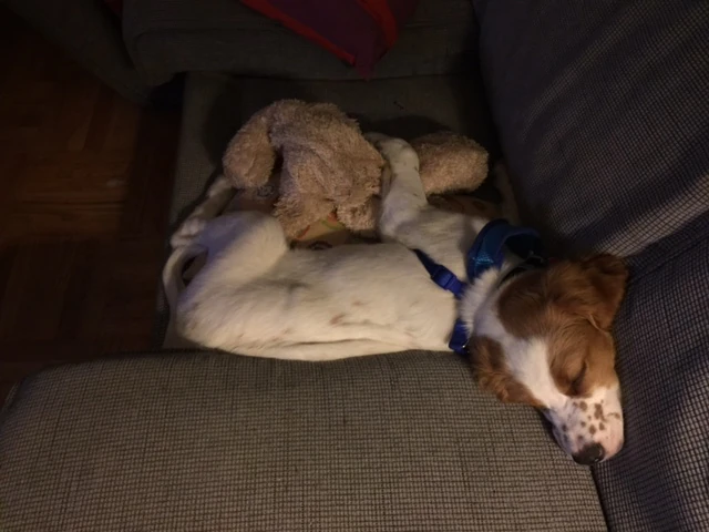 He was pretty zonked after the full day.