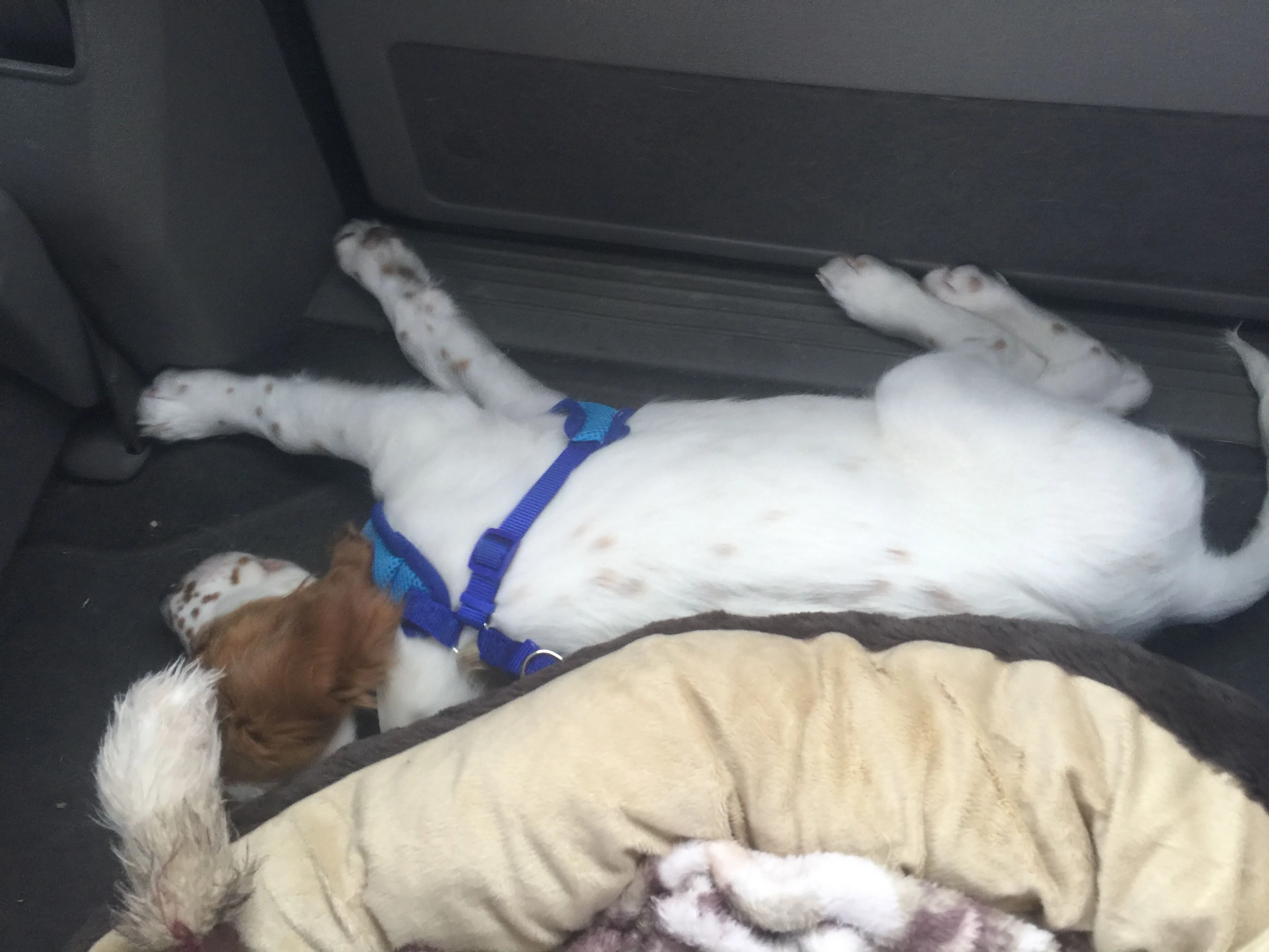 Tucker was pretty exhausted from the day. 