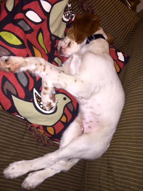 Tucker was too interested in KU smearing Texas last night to win the Big 12 conference outright. He was trying to recharge to use it little puppy teeth to cause damage.