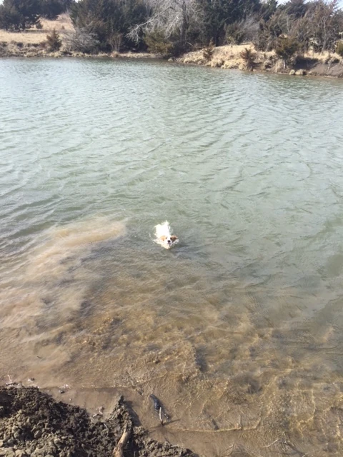 We took Tucker out to the country and this was his first encounter with a pond or lake. He did a little sniffing around, walked up the bank, turned around and ran full speed into it and started swimming out. He soon realized he didn&rsquo;t have any idea what he was doing, turned around and swam back to the shore.