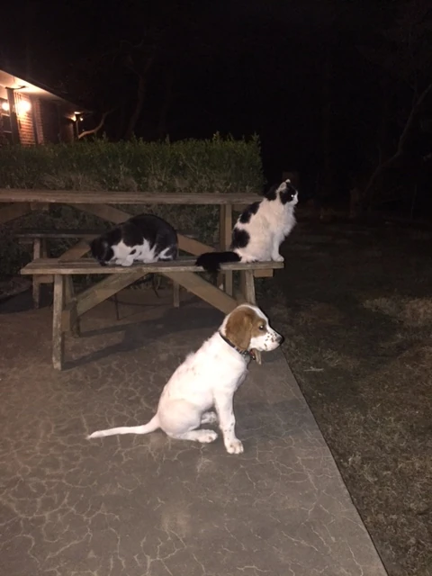 Tucker and the cats get along great.