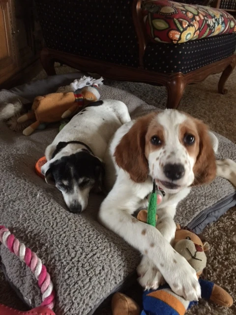 Tucker is very playful in the morning.