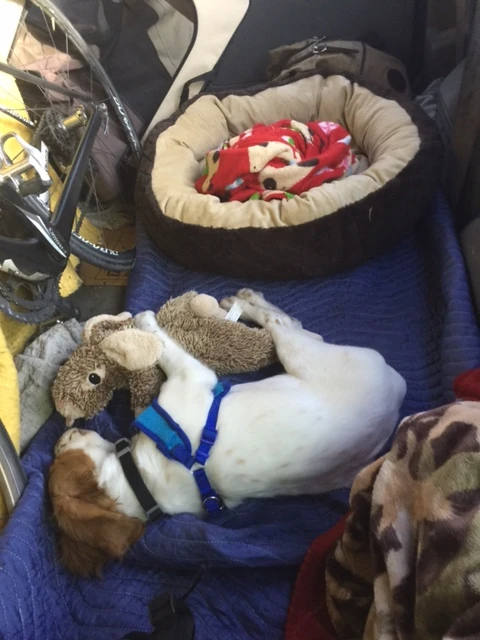 Tucker travels great. He just goes and lays down when he is pooped.