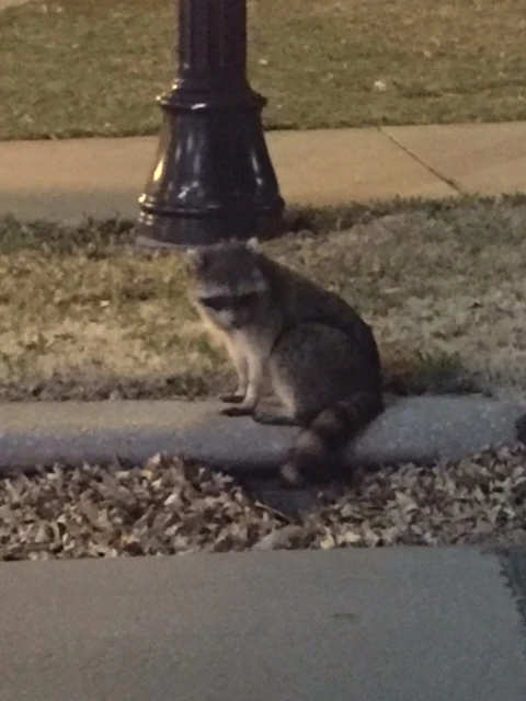 I saw this guy just hanging out a couple nights ago.