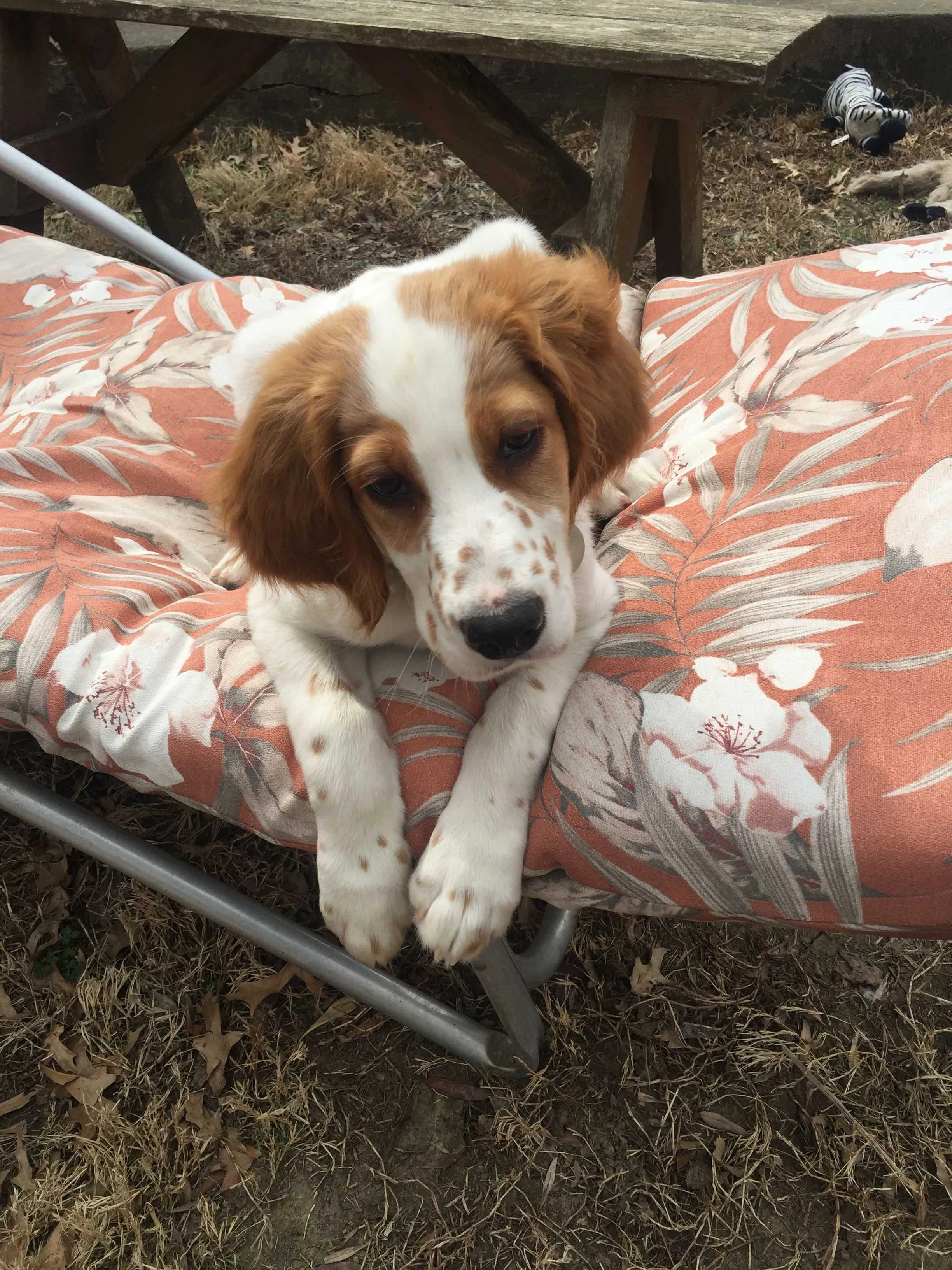 Tucker likes to be high up when he can.