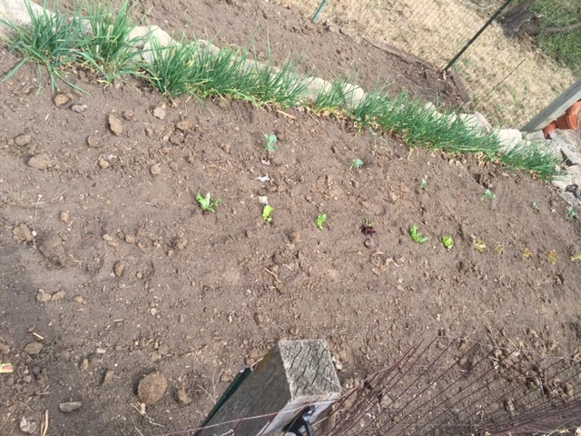 Garden. The grown lettuce was nearly as cheap as the seeds. Weird.
