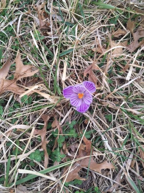 I saw this lone flower out in a field when walking Tucker.