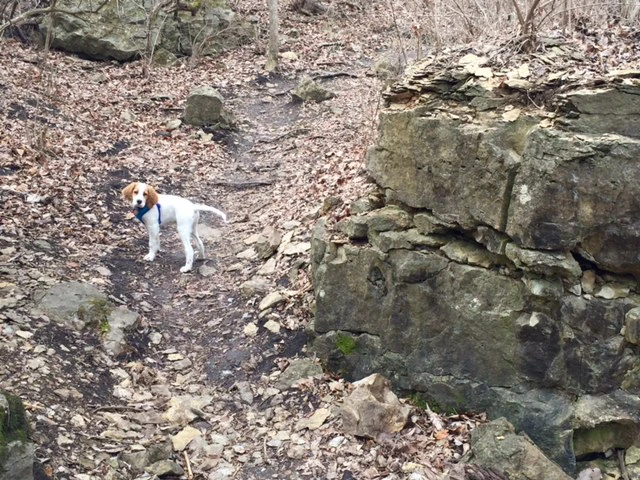 Tucker is still waiting and checking up on us out in the woods. I doubt that will last much longer.