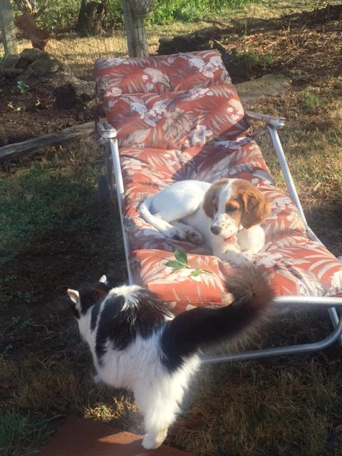 Tucker gets along pretty great with all the cats now.