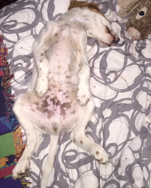 Tucker is usually adorable when he sleeps.