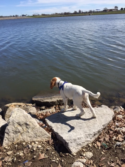 Tucker not knowing what to do with such a big amount of water.