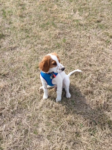 Tucker looking all cute. I don&rsquo;t even like posting a picture of Tucker even close to the creep above. They are polar opposites.