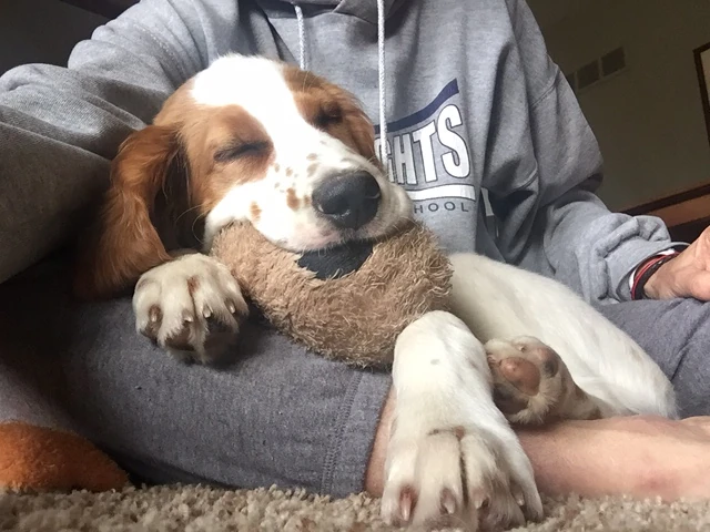 Tucker likes to sleep with his toys in his mouth.