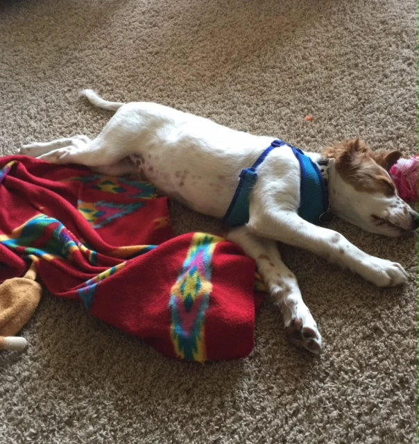 Tucker is getting big.