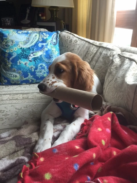 Tucker plays with just about anything. He really hasn&rsquo;t chewed anything of real importance up yet. 