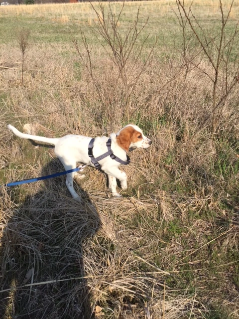Tucker pointed for the first time yesterday with his paw up.