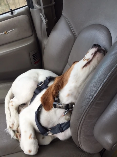 It must have taken a bunch of energy because he was dead tired after the race.