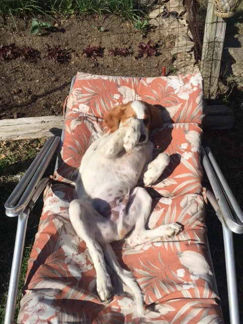 Tucker likes to sunbathe in the afternoon.