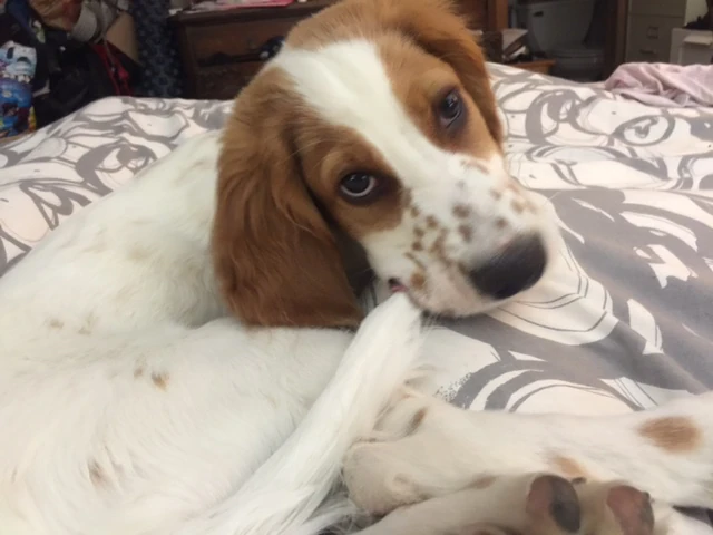 A puppy picture is now mandatory. Tucker will chew his tail if no toys are available at all times.