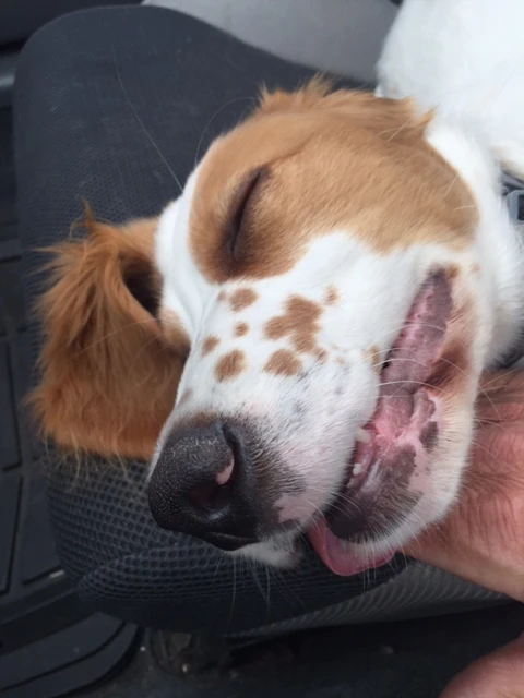 Tucker gets so tired sometimes he sleeps with his tongue hanging out.