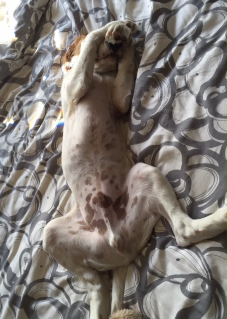 Tucker didn&rsquo;t like the idea of living in a hotel for 3 or 4 months very much. I guess it would be half of his life. (He is such an exhibitionist.) 