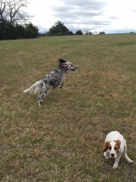 This is from two days ago. Tucker seems pretty scared when Hawkeye started barking. He is much bolder now.