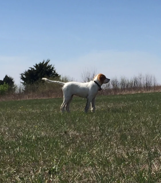 He is growing into a dog.