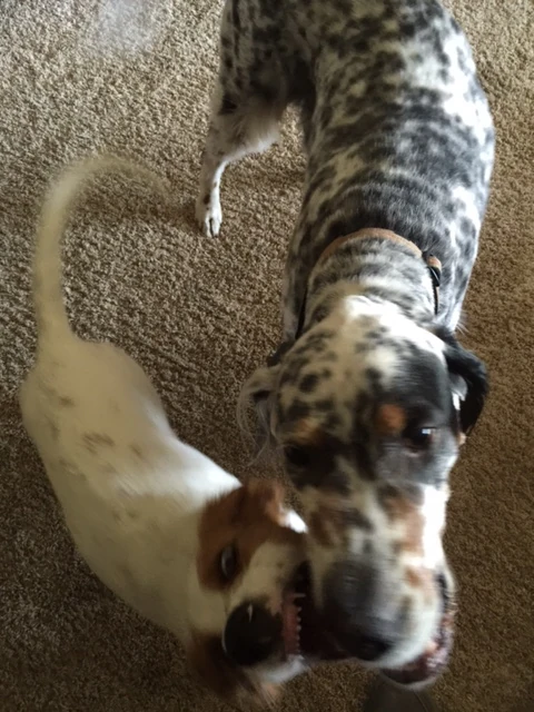 Hawkeye is saving me some of my blood. Tucker’s baby teeth are razor sharp.