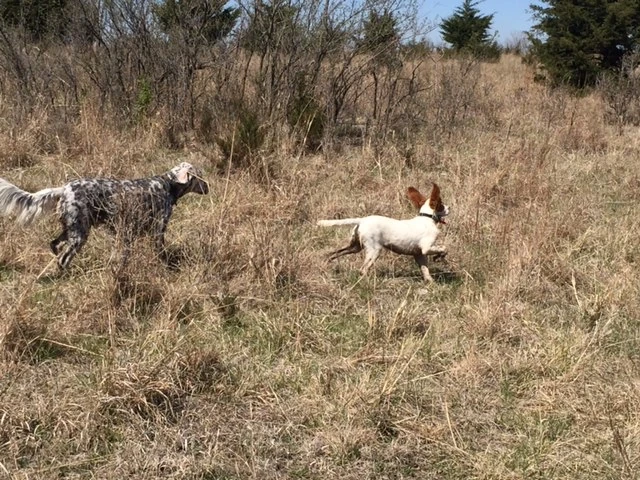 Tucker adores Hawkeye.