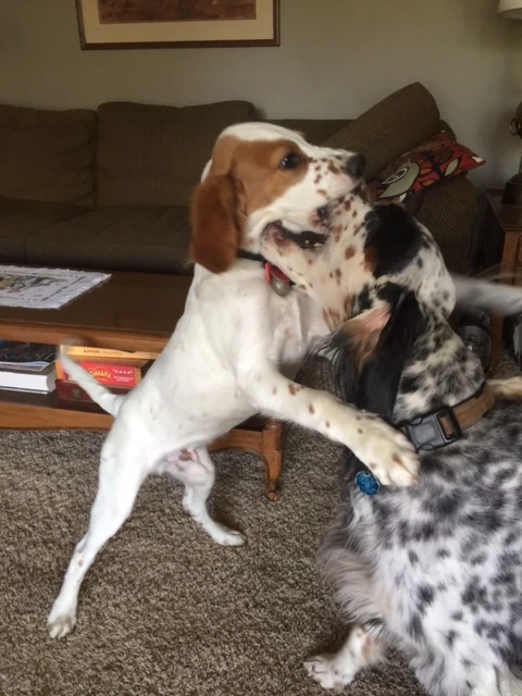 Tucker and Hawkeye are super buddies now.
