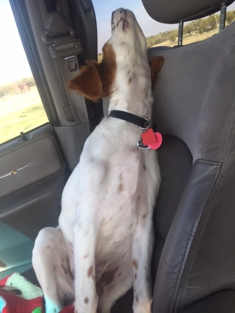 Tucker was sleeping in the car like this. Crazy.