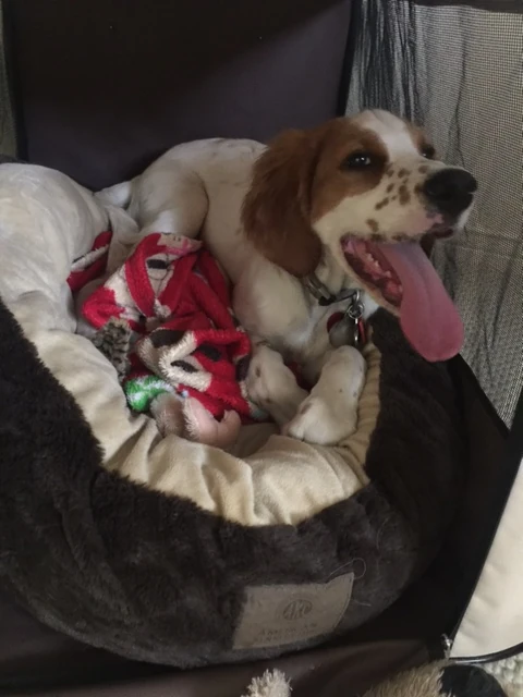 Tucker is 4 months old today, so that is 2 1/2 years old in human terms? Seems about right. He is chewing things. I have to leave him in his little nylon crate when I’m riding now. So far he has killed a Garmin, a couple shoes, some headphones and of course, a few water bottles. I thought I had a little angel until a couple days ago. Not so lucky.