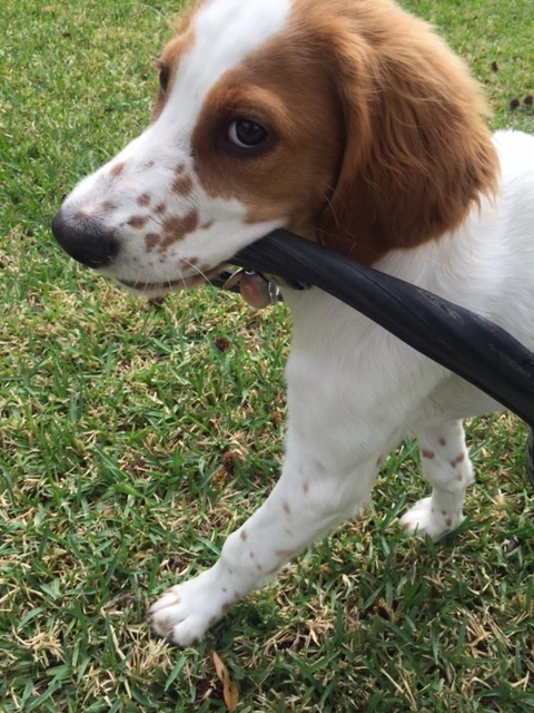 Tucker is now into playing with old tires. This might work out so well?