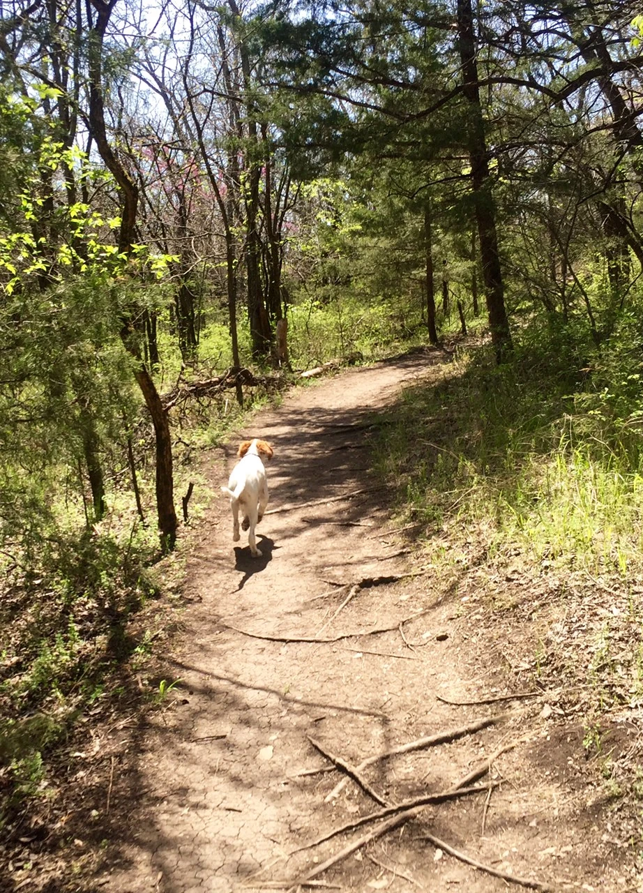 We only went a mile. I don’t want him to run too much before he is all grown up.