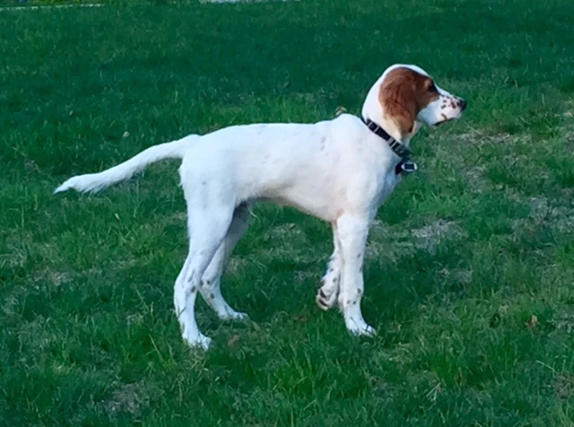 Tucker has put on nearly 9 pounds this past week. He is becoming a young man.