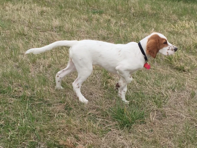 Tucker is definitely interested in birds nowadays. This will be his first MTB race.