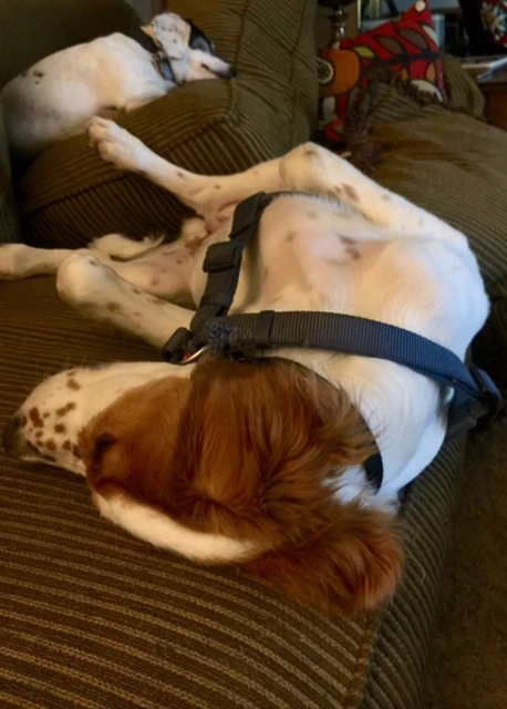 Tucker was pretty pooped out from hanging at the MTB race yesterday.