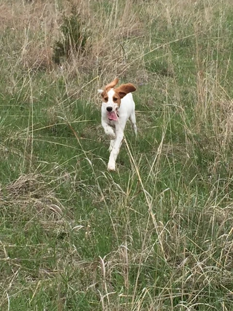 I’ve been taking Tucker out to the country. He has evolved from chasing butterflies to birds. So, he really is a bird dog.