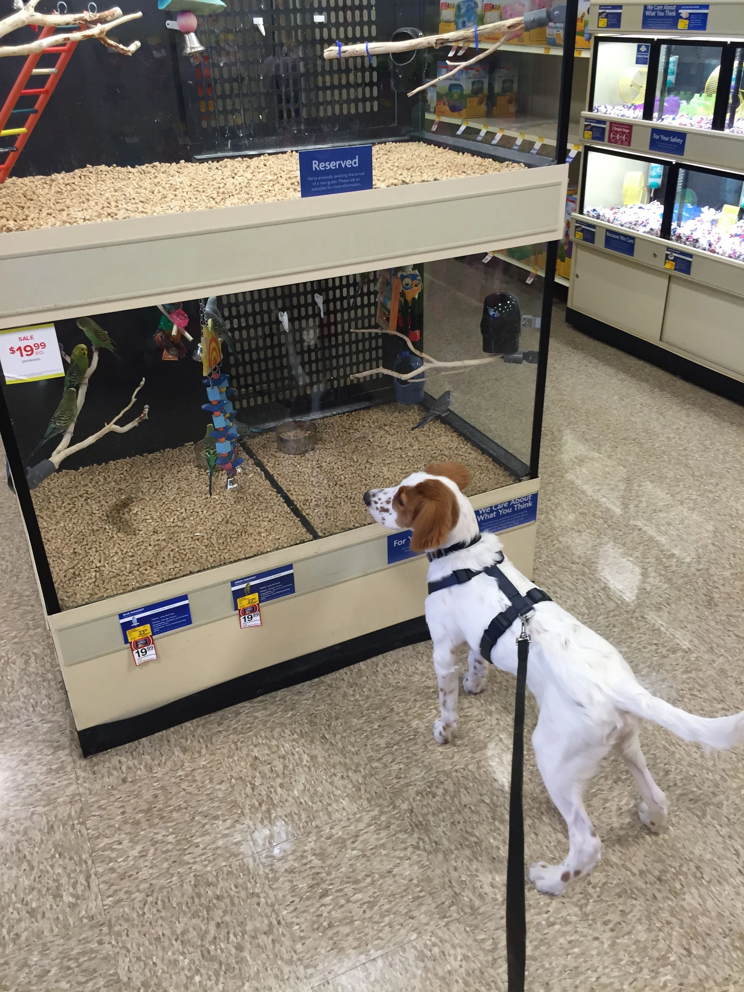 We stopped at a Petsmart to get Tucker a chew toy. He was fascinated by the birds of course.