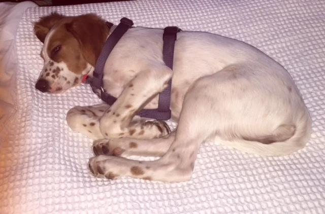 Tucker was too tired to sleep last night.