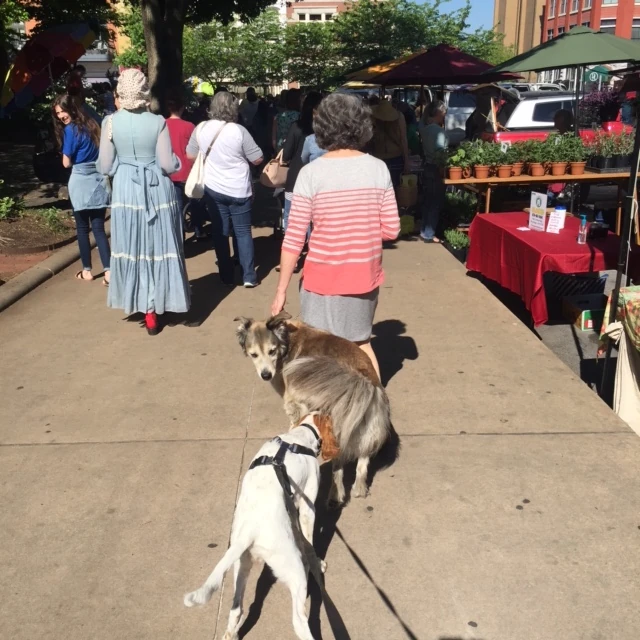 I went to the farmer’s market in downtown Fayetteville yesterday before the race. There were more dogs there than any farmer’s market I’ve been to.