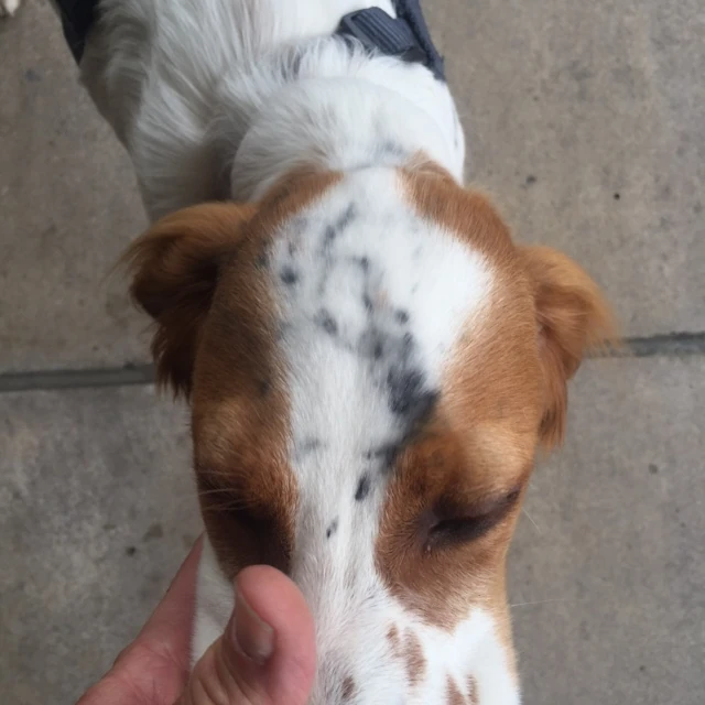 I left Tucker in the van while we were packing up yesterday and he got into the back and got caught up in the bikes. He was covered with chain grease and very unhappy. I&rsquo;m going to give him a bath today after taking him out into the country for a wet run.