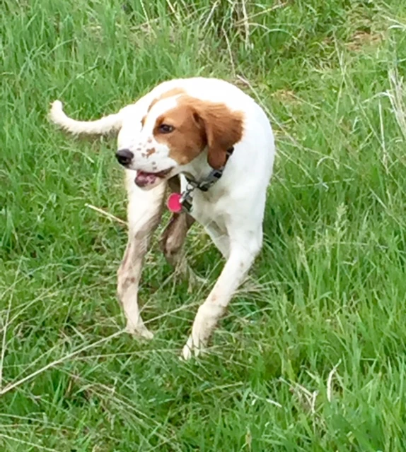 Tucker is getting more agile by the day. He is super fast and very quick, even compared to last week.