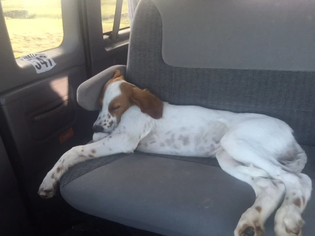 Tucker is getting big. He is 36 pounds now. He needs his beauty sleep often.